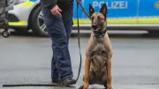 Polizeihund Bruce (4) entlaufen und von Zug erfasst – trauriges Ende