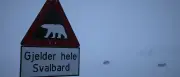 Spitzbergen: Eisbär wegen Gefahr für Reisegruppe erschossen